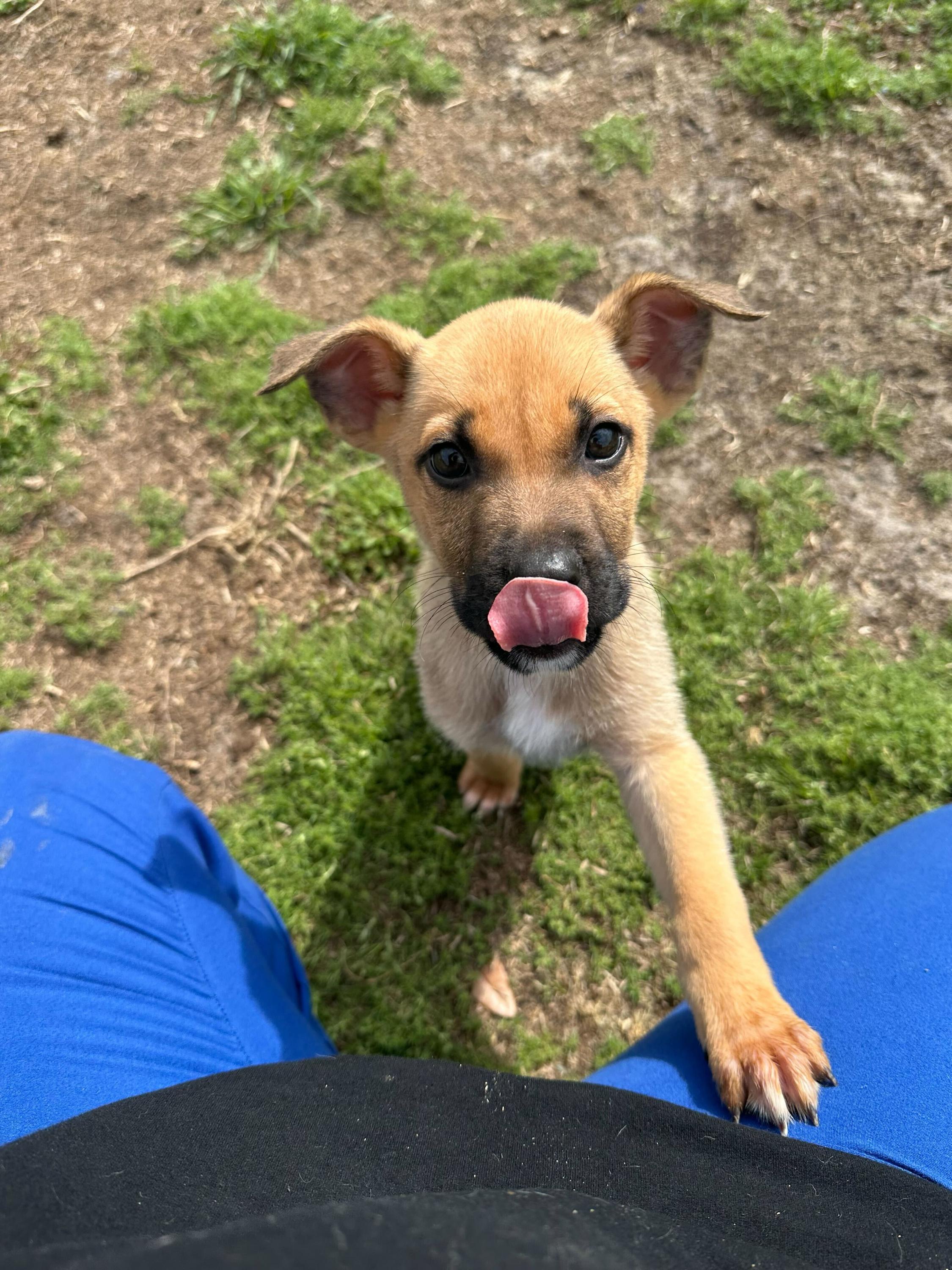 Enlarge Ares, an adopted mixed breed in Valdosta, GA image 2/6