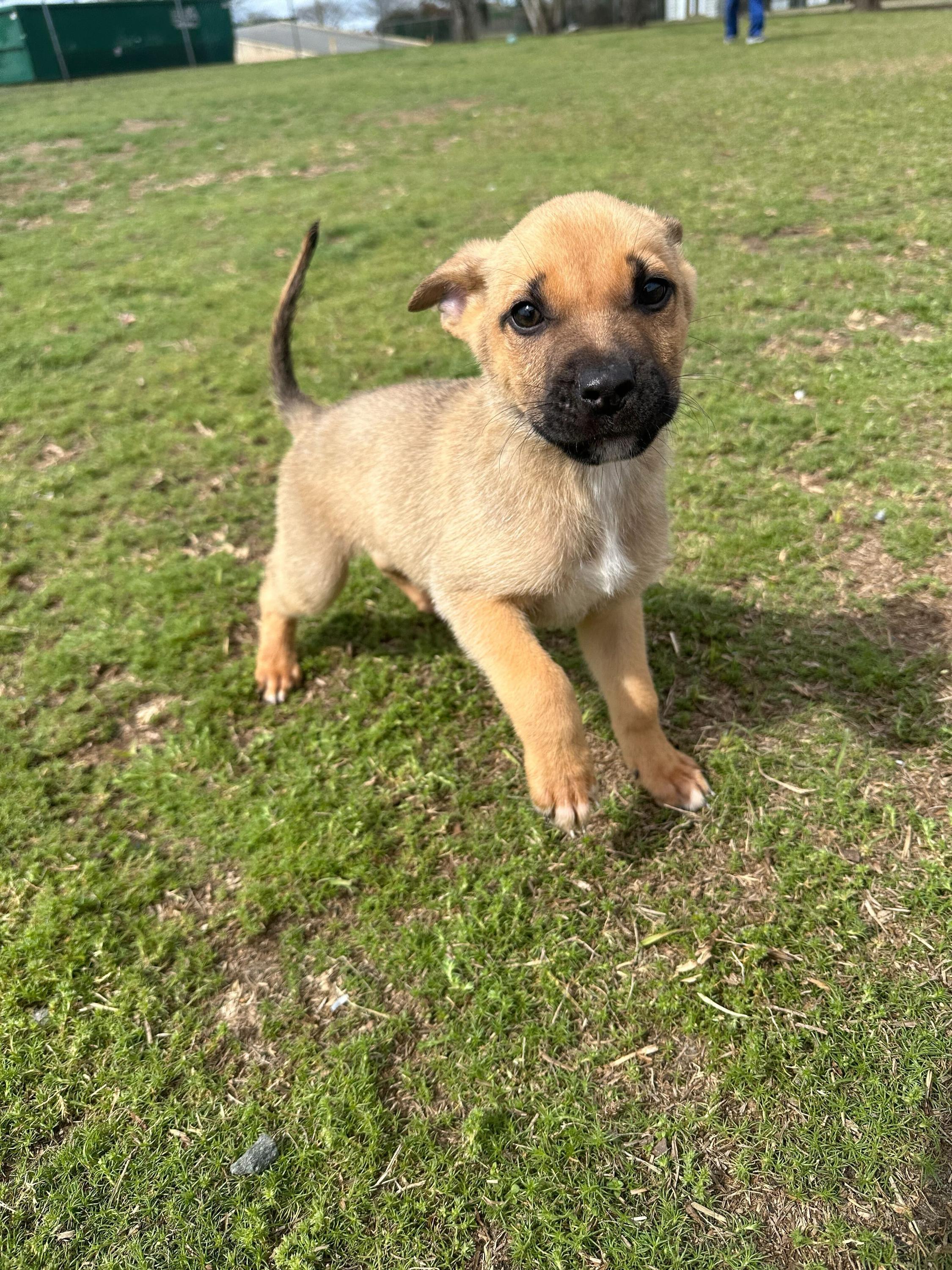 Enlarge Ares, an adopted mixed breed in Valdosta, GA image 3/6