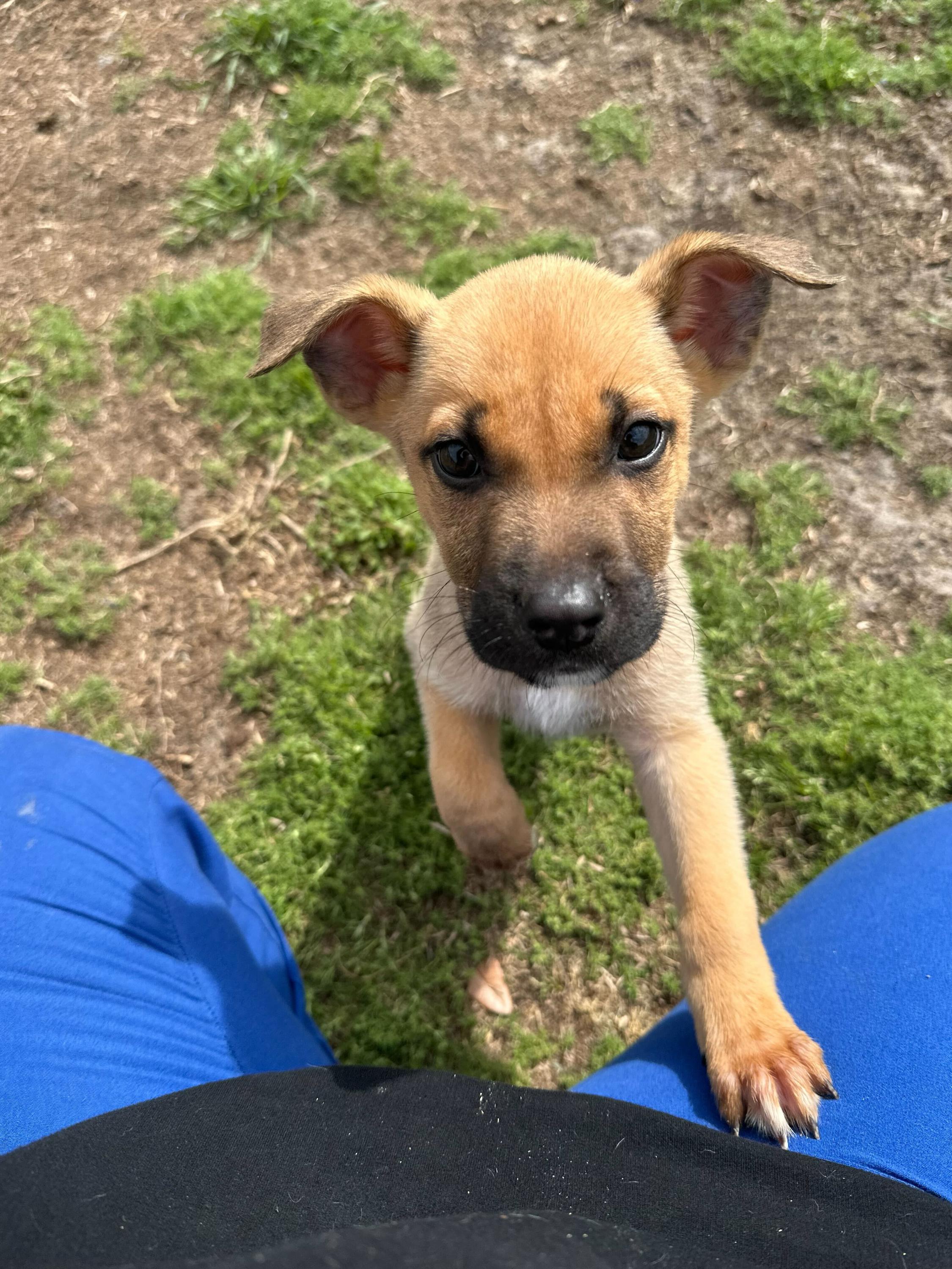 Enlarge Ares, an adopted mixed breed in Valdosta, GA image 4/6