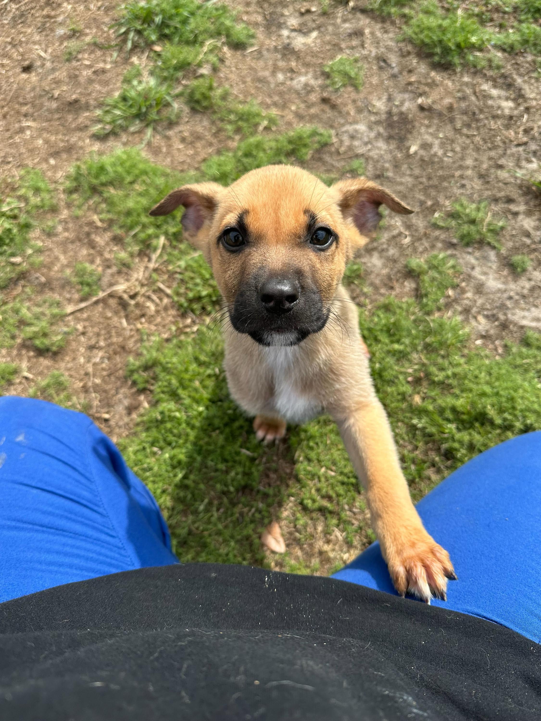 Enlarge Ares, an adopted mixed breed in Valdosta, GA image 5/6