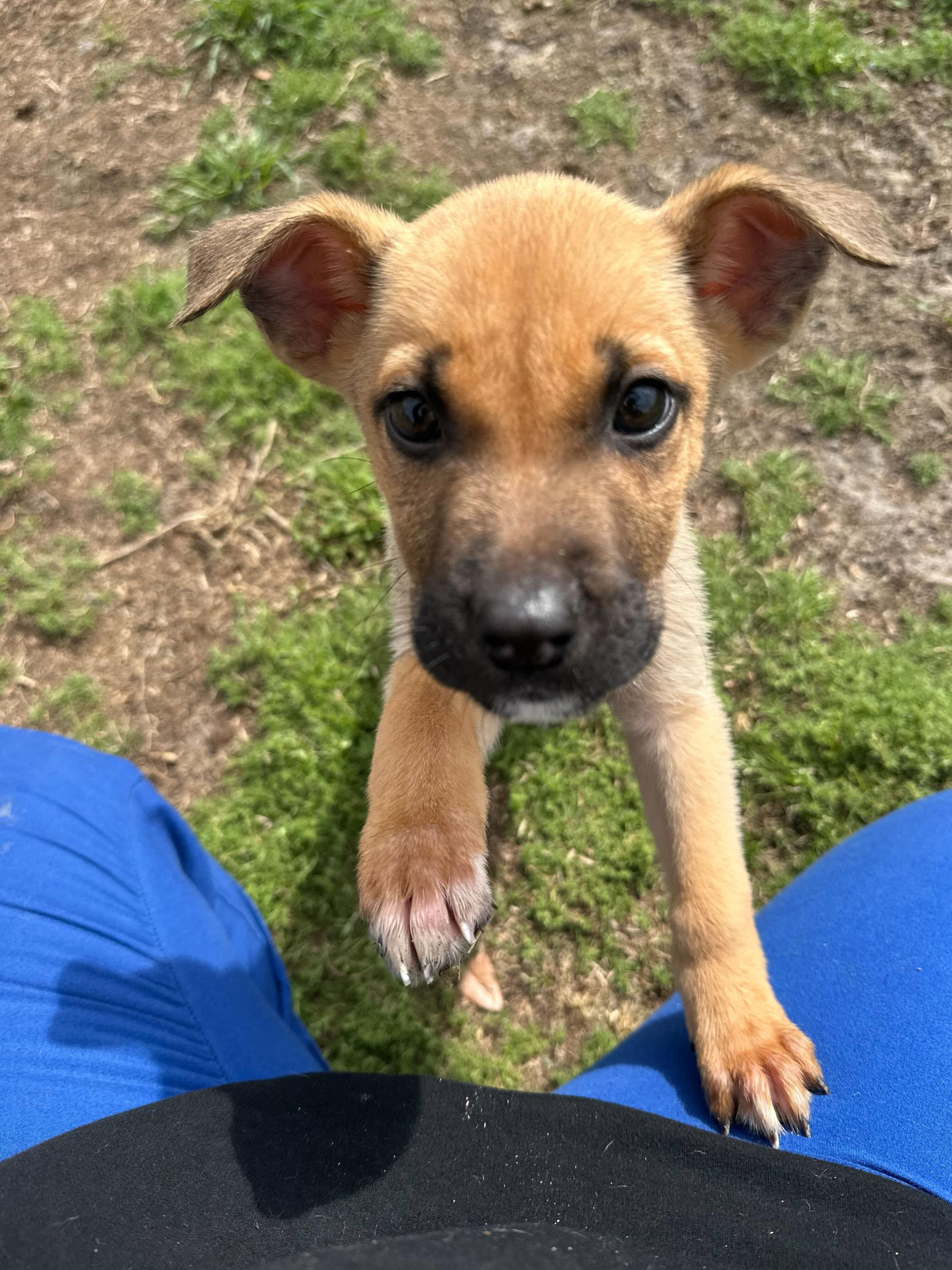 Enlarge Ares, an adopted mixed breed in Valdosta, GA image 6/6