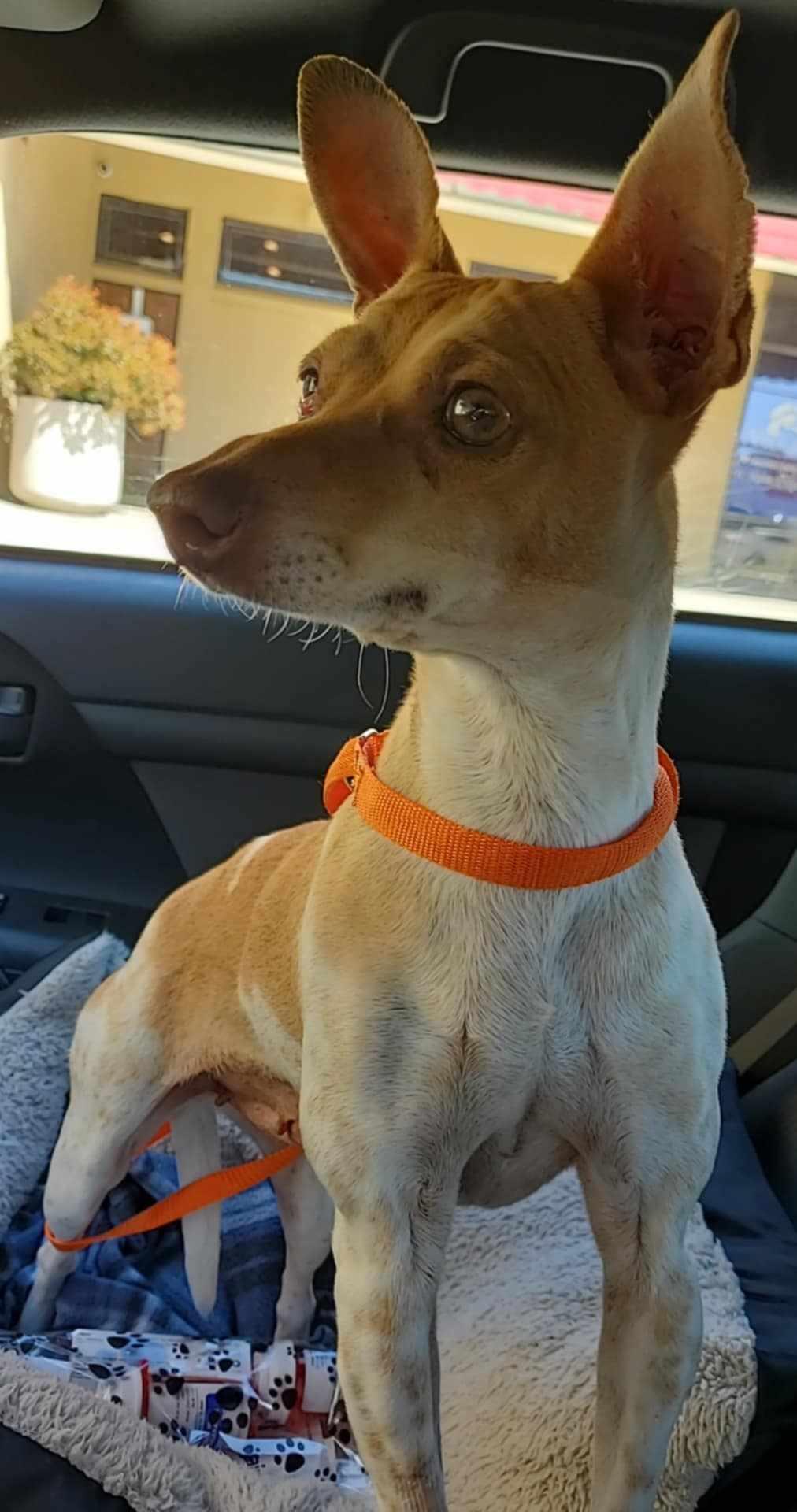 Enlarge Coralline, a Adoptable mixed breed in Huntington Park, CA image 3/4