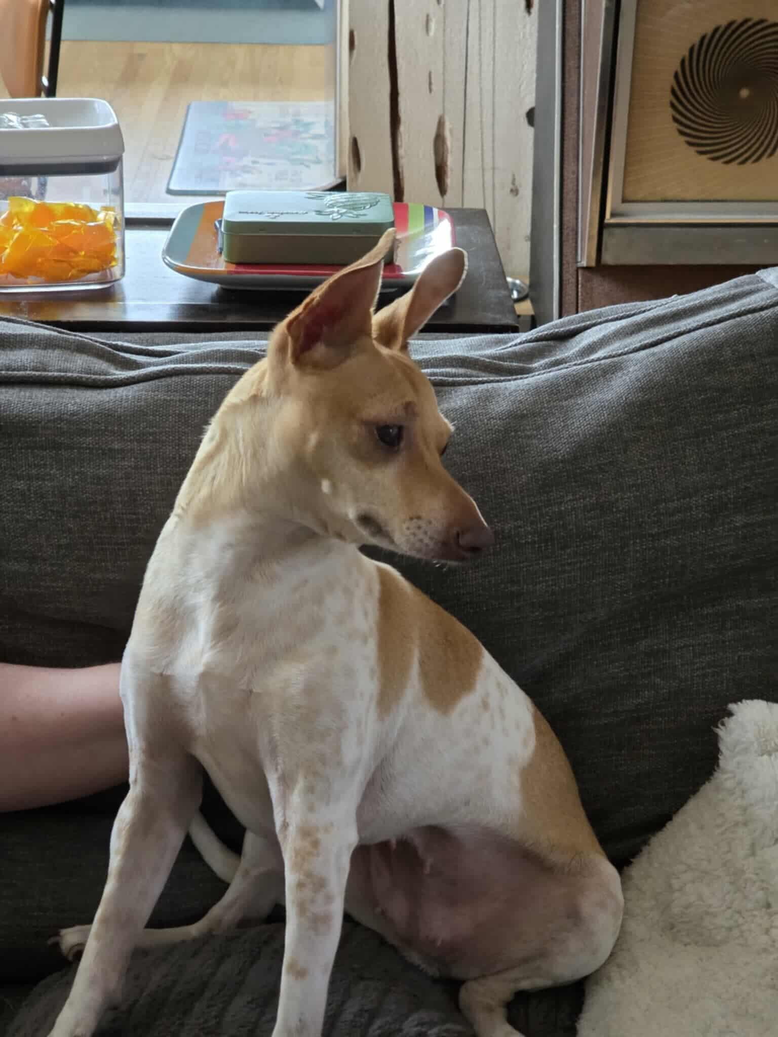 Enlarge Coralline, a Adoptable mixed breed in Huntington Park, CA image 2/4