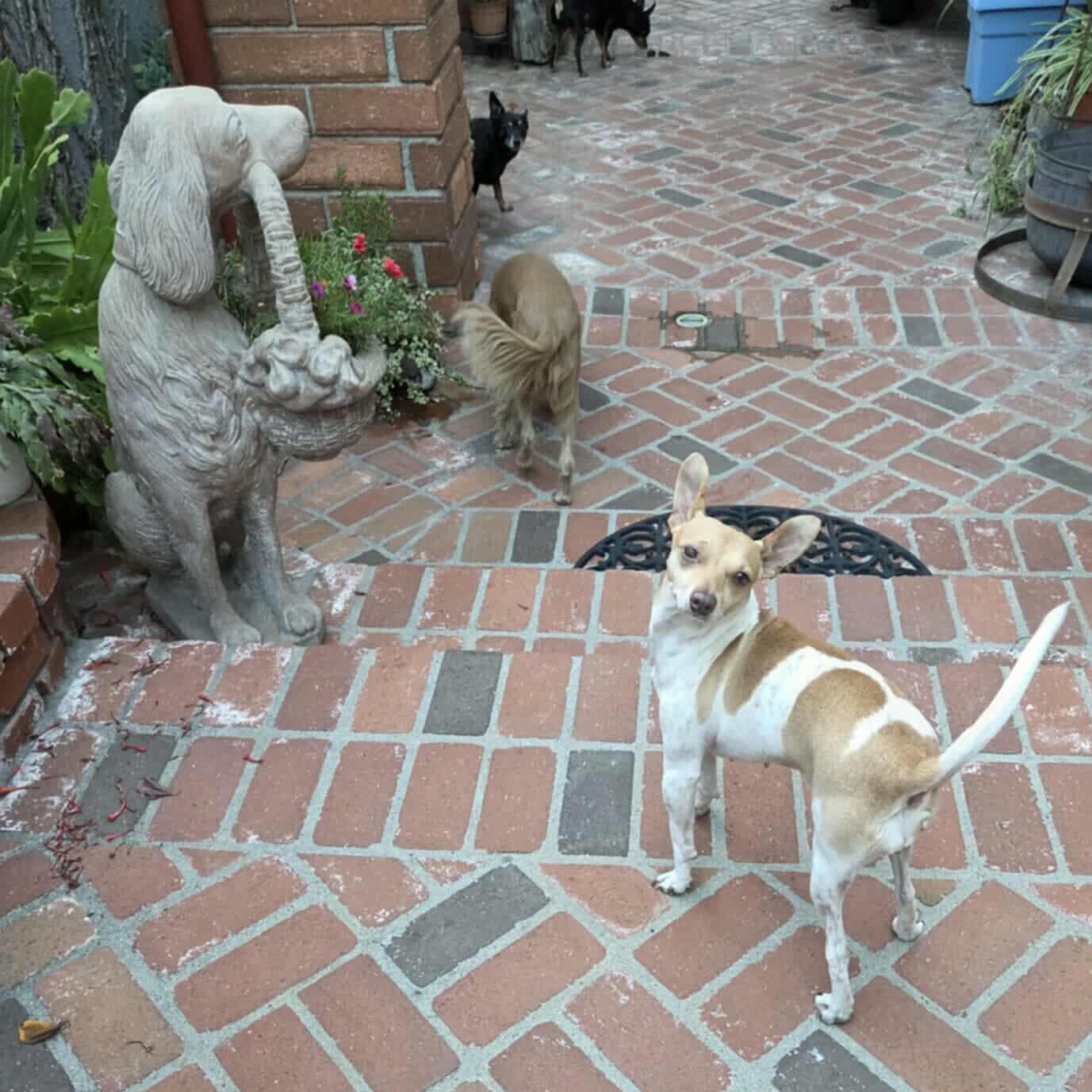 Enlarge Coralline, a Adoptable mixed breed in Huntington Park, CA image 4/4