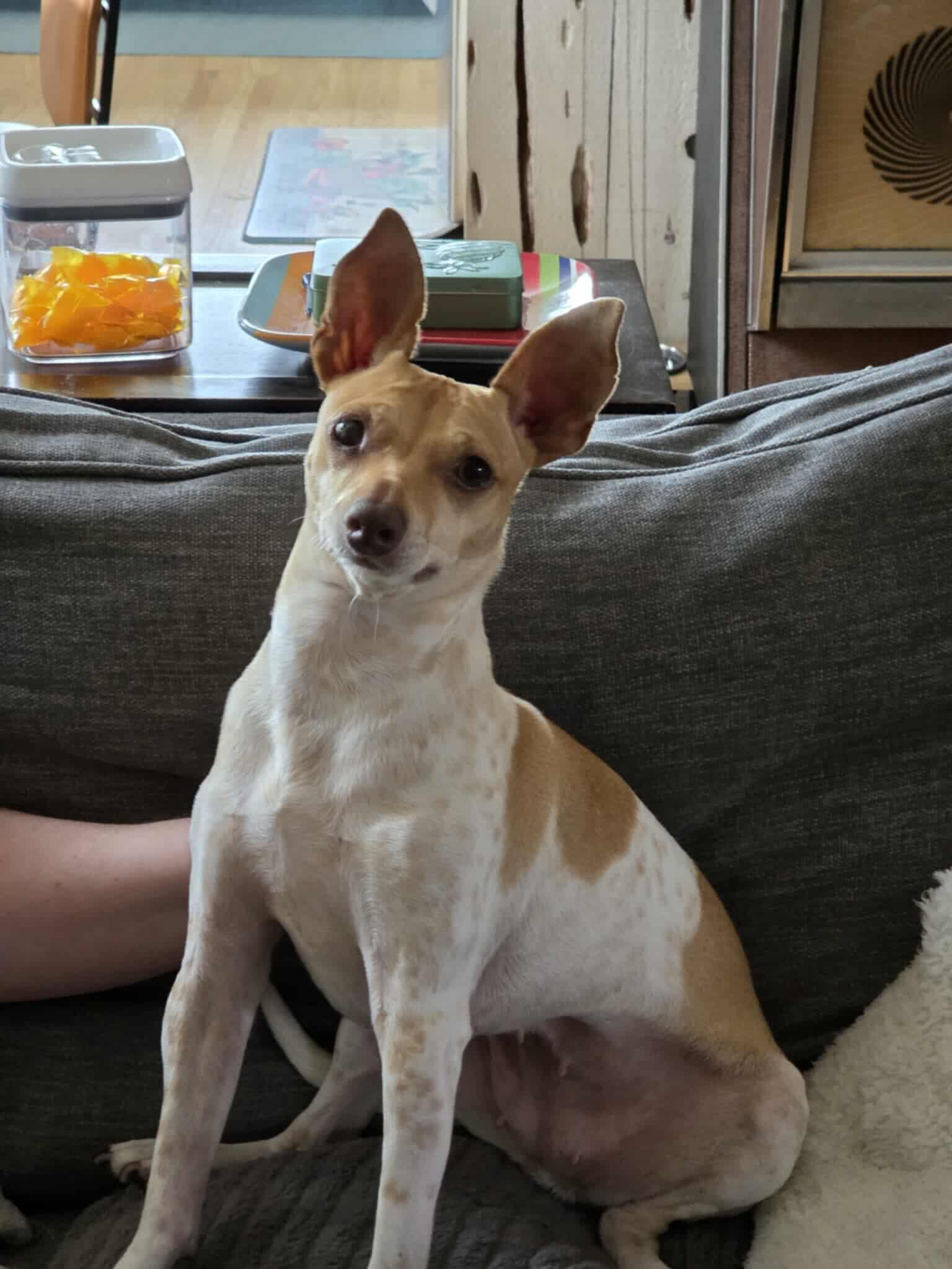 Coralline, Adoptable, Adult Female Chihuahua & Fox Terrier.