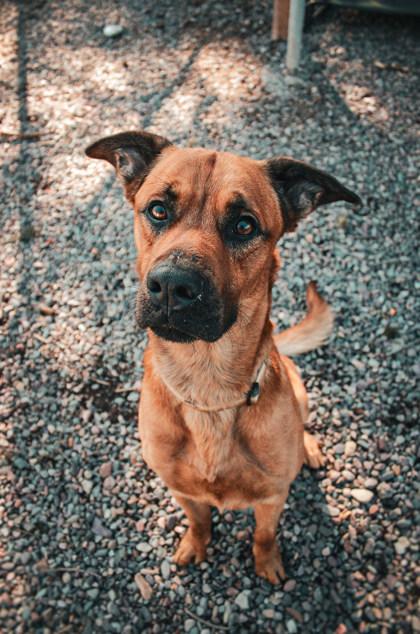 Enlarge Zeus, a ADOPTABLE Mixed Breed in Missoula, MT image 2/3