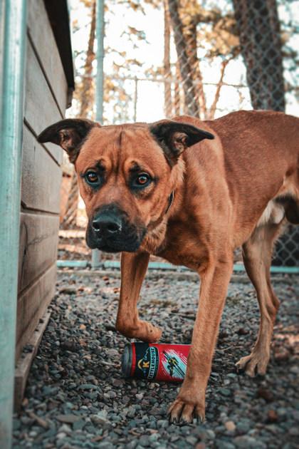 Enlarge Zeus, a ADOPTABLE Mixed Breed in Missoula, MT image 3/3
