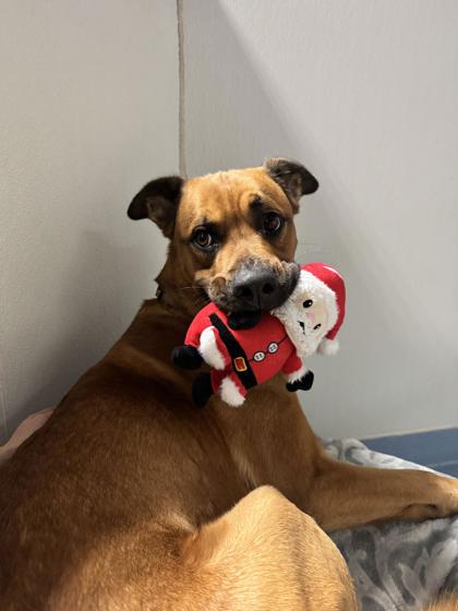 Zeus, ADOPTABLE, Young Male Mixed Breed.