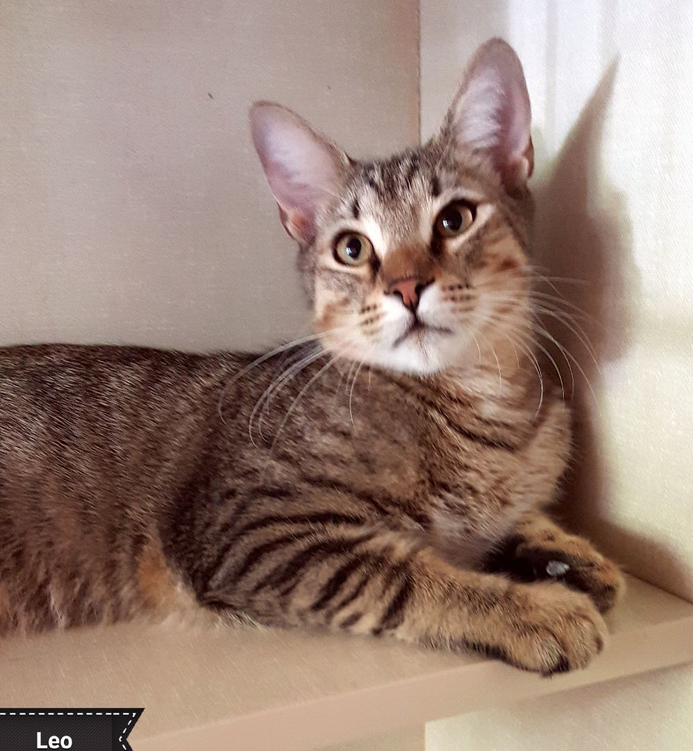 Leo , Adoptable, Adult Male Domestic Short Hair.