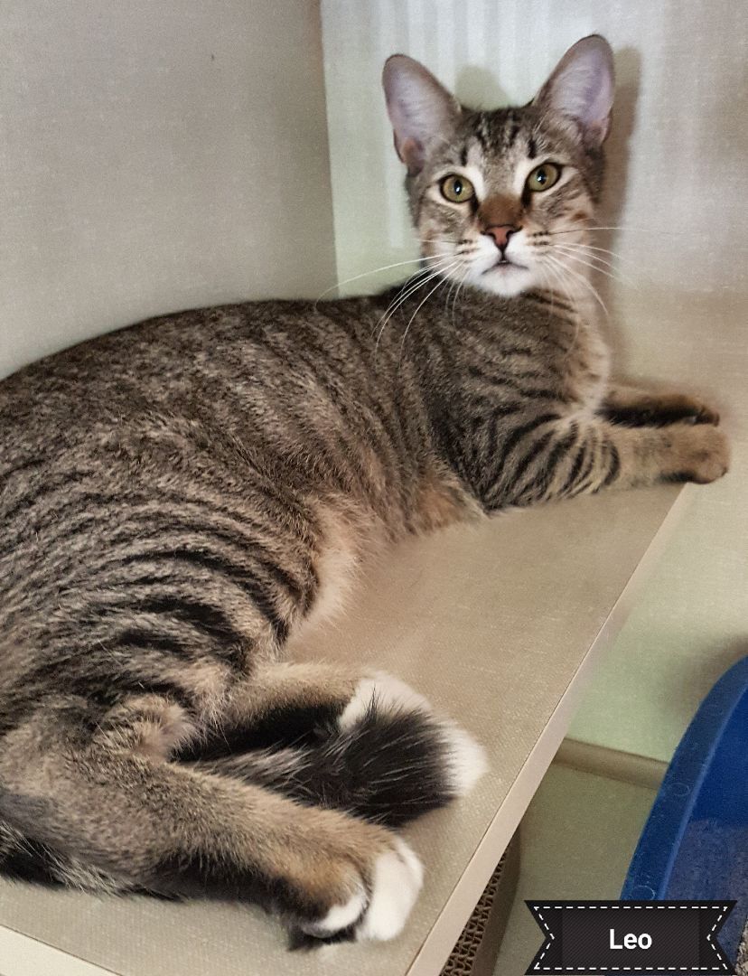 Leo , a Adoptable Domestic Short Hair in Key Largo, FL image 2/4