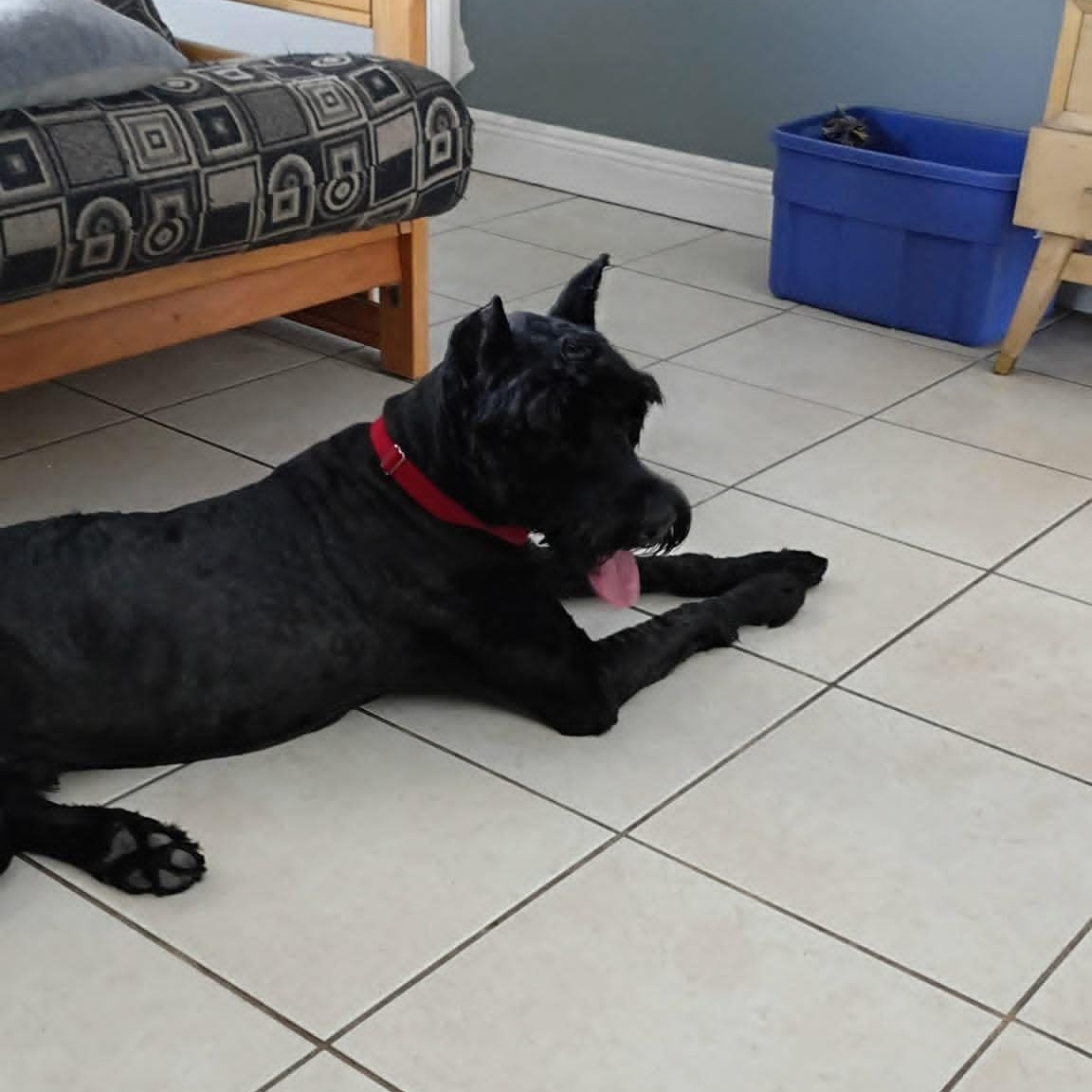 Enlarge Latto, a ADOPTABLE Giant Schnauzer in Loxahatchee, FL image 4/4