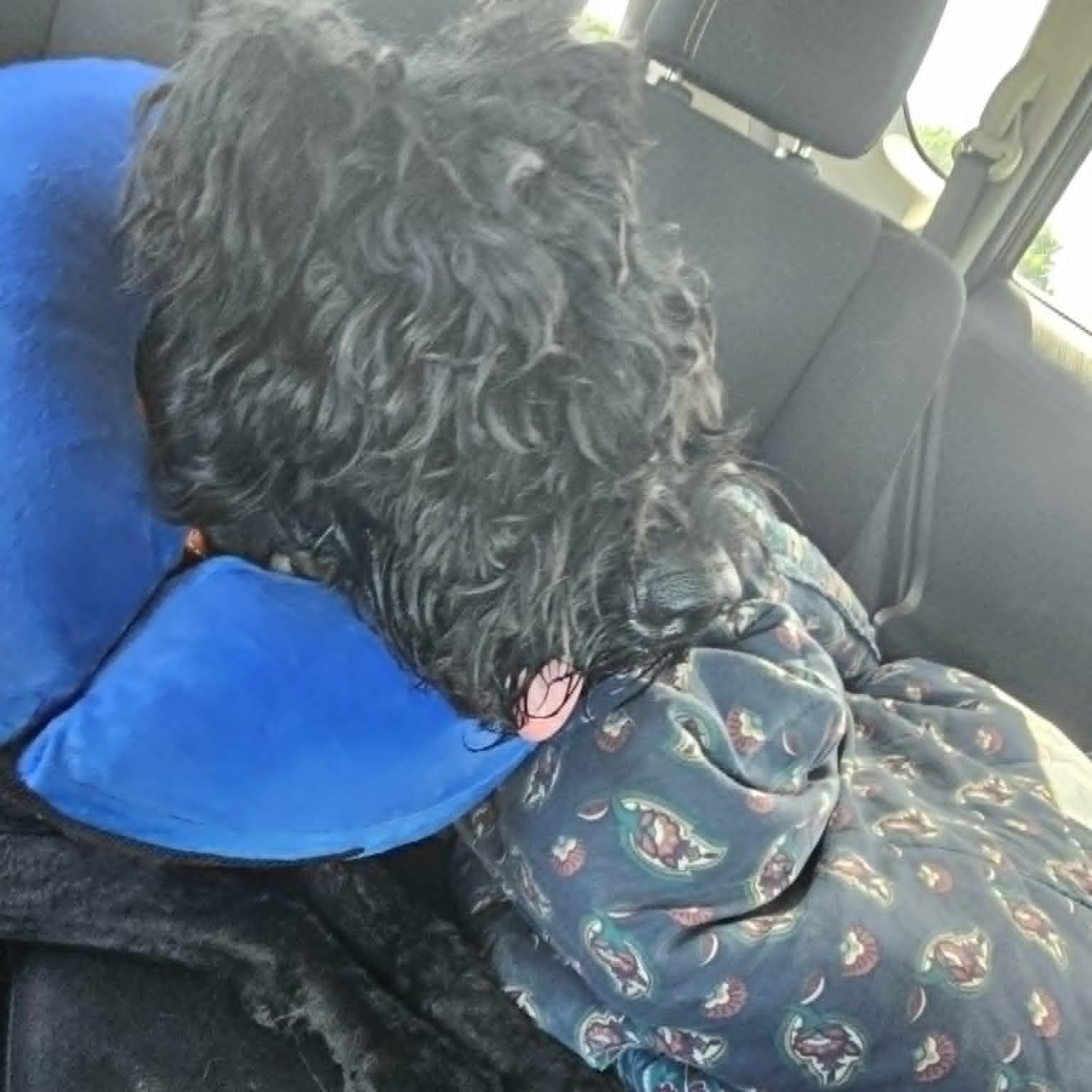 Enlarge Latto, a ADOPTABLE Giant Schnauzer in Loxahatchee, FL image 3/4