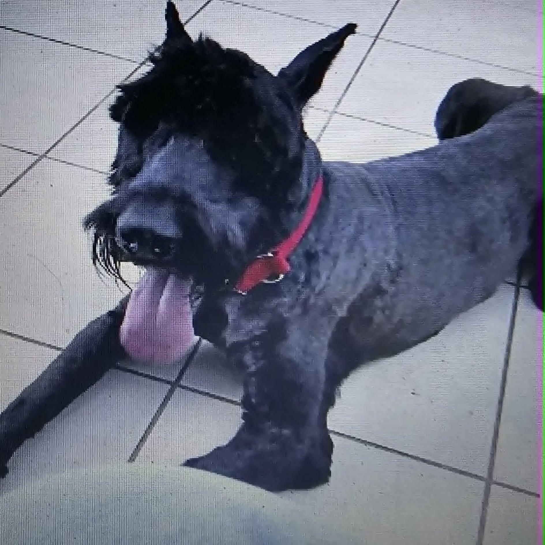 Enlarge Latto, a ADOPTABLE Giant Schnauzer in Loxahatchee, FL image 2/4