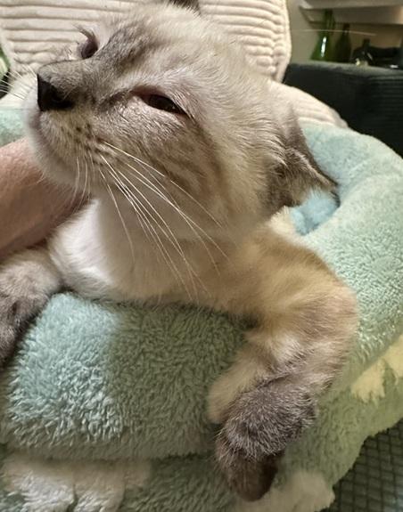 Enlarge Larry, an adopted Siamese in Waxahachie, TX image 3/4