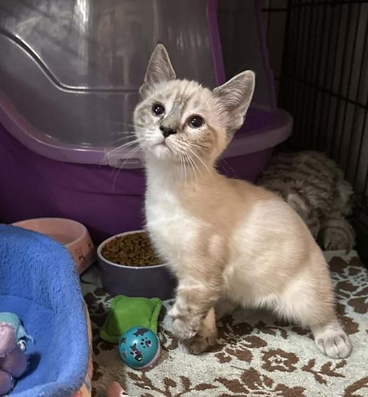 Larry, adopted, Kitten Male Siamese.