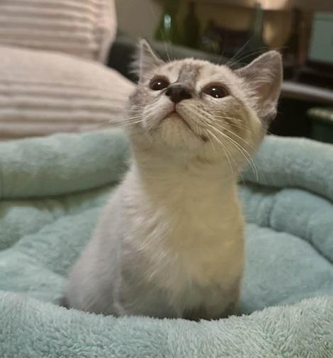 Enlarge Larry, an adopted Siamese in Waxahachie, TX image 2/4