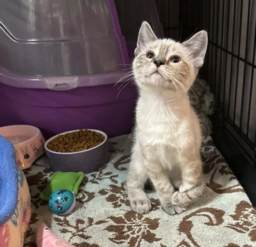 Enlarge Larry, an adopted Siamese in Waxahachie, TX image 4/4