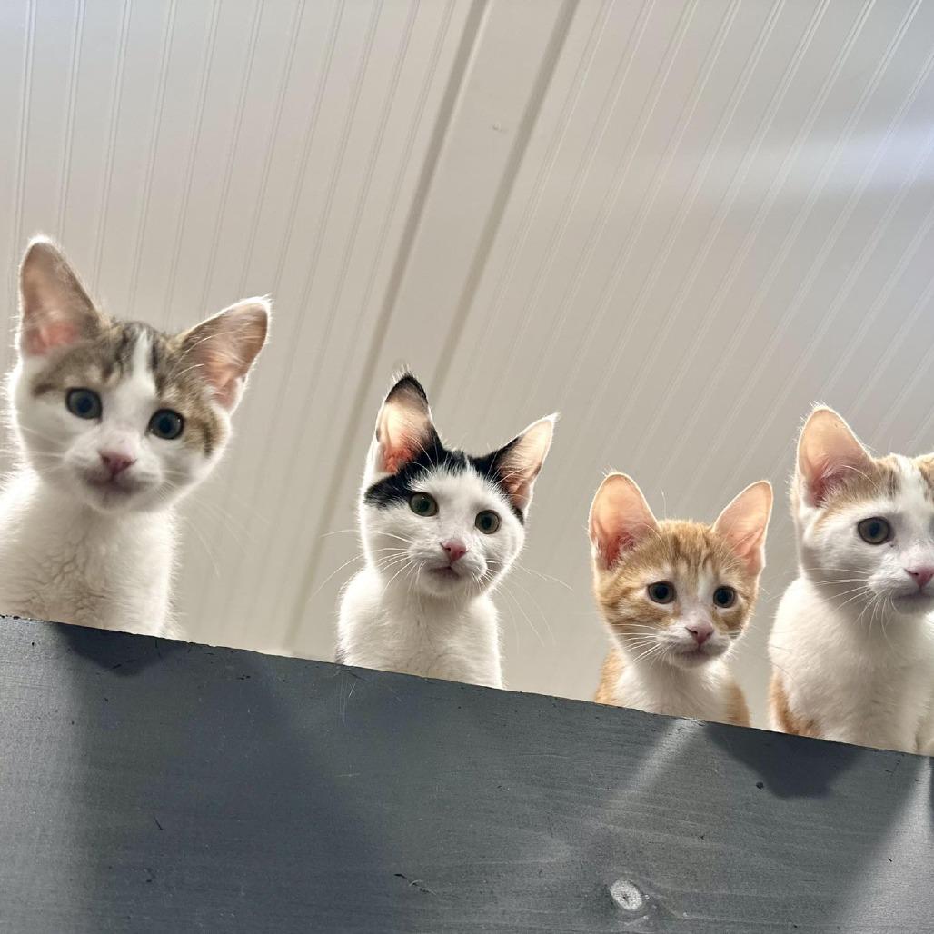 Enlarge Moo Moo, a Adoptable Domestic Short Hair in Leechburg, PA image 2/6