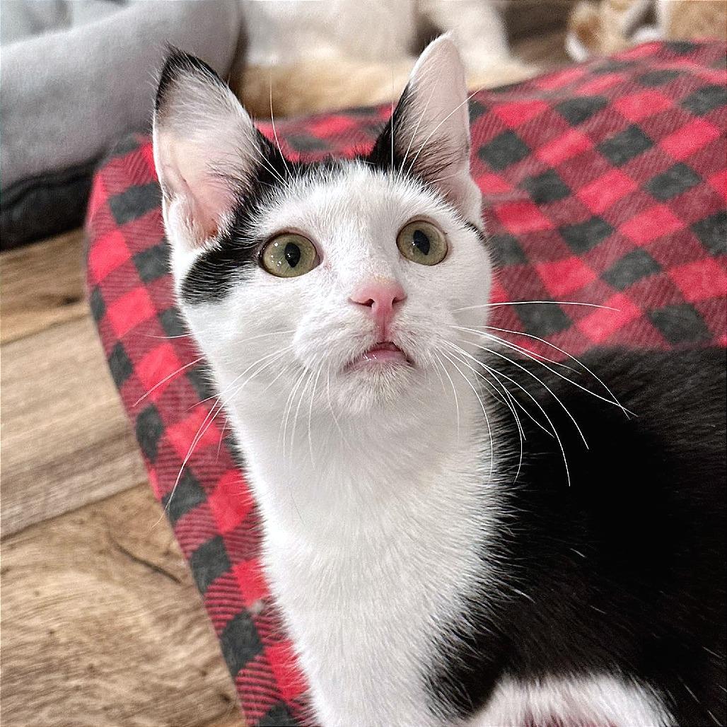 Moo Moo, Adoptable, Young Male Domestic Short Hair.