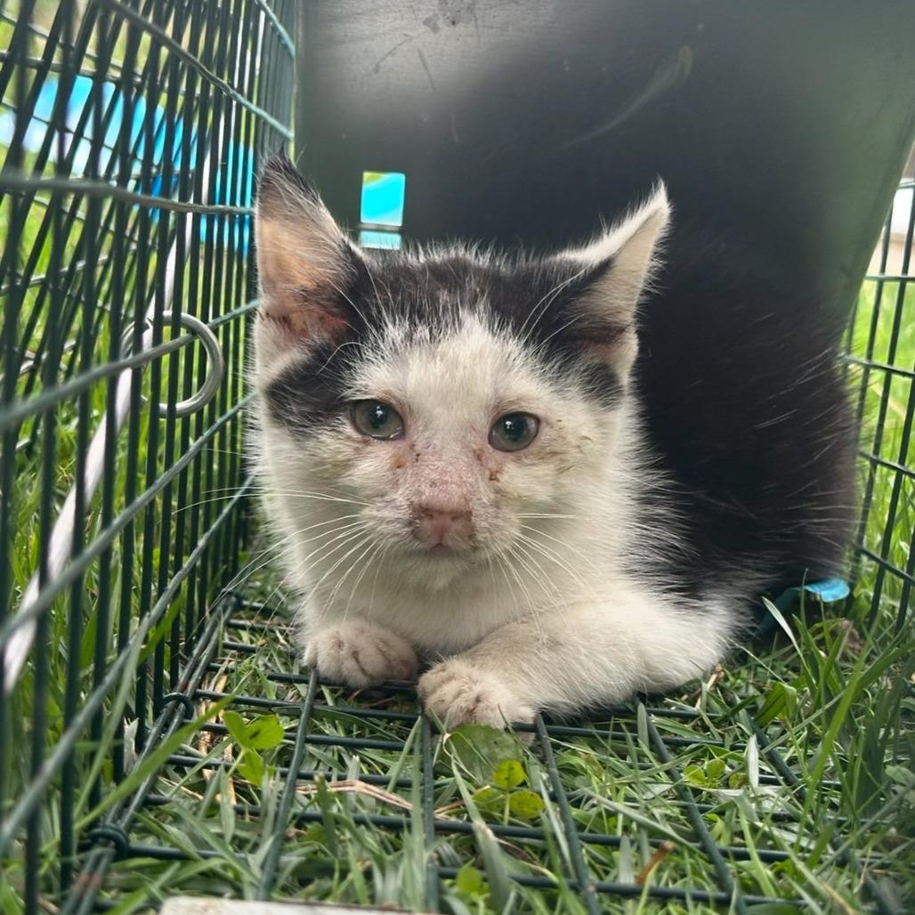 Enlarge Moo Moo, a Adoptable Domestic Short Hair in Leechburg, PA image 3/6
