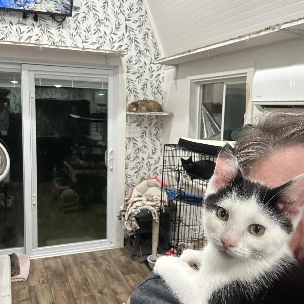 Enlarge Moo Moo, a Adoptable Domestic Short Hair in Leechburg, PA image 4/6