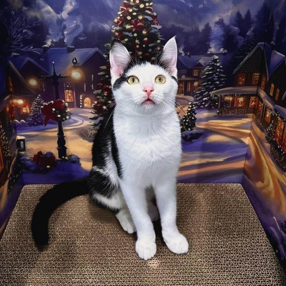 Enlarge Moo Moo, a Adoptable Domestic Short Hair in Leechburg, PA image 5/6