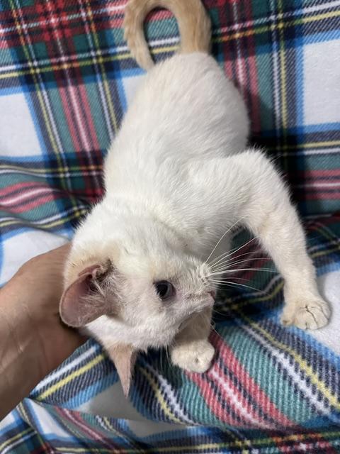 Enlarge Angel, a Adopted mixed breed in Brewster, NY image 3/4