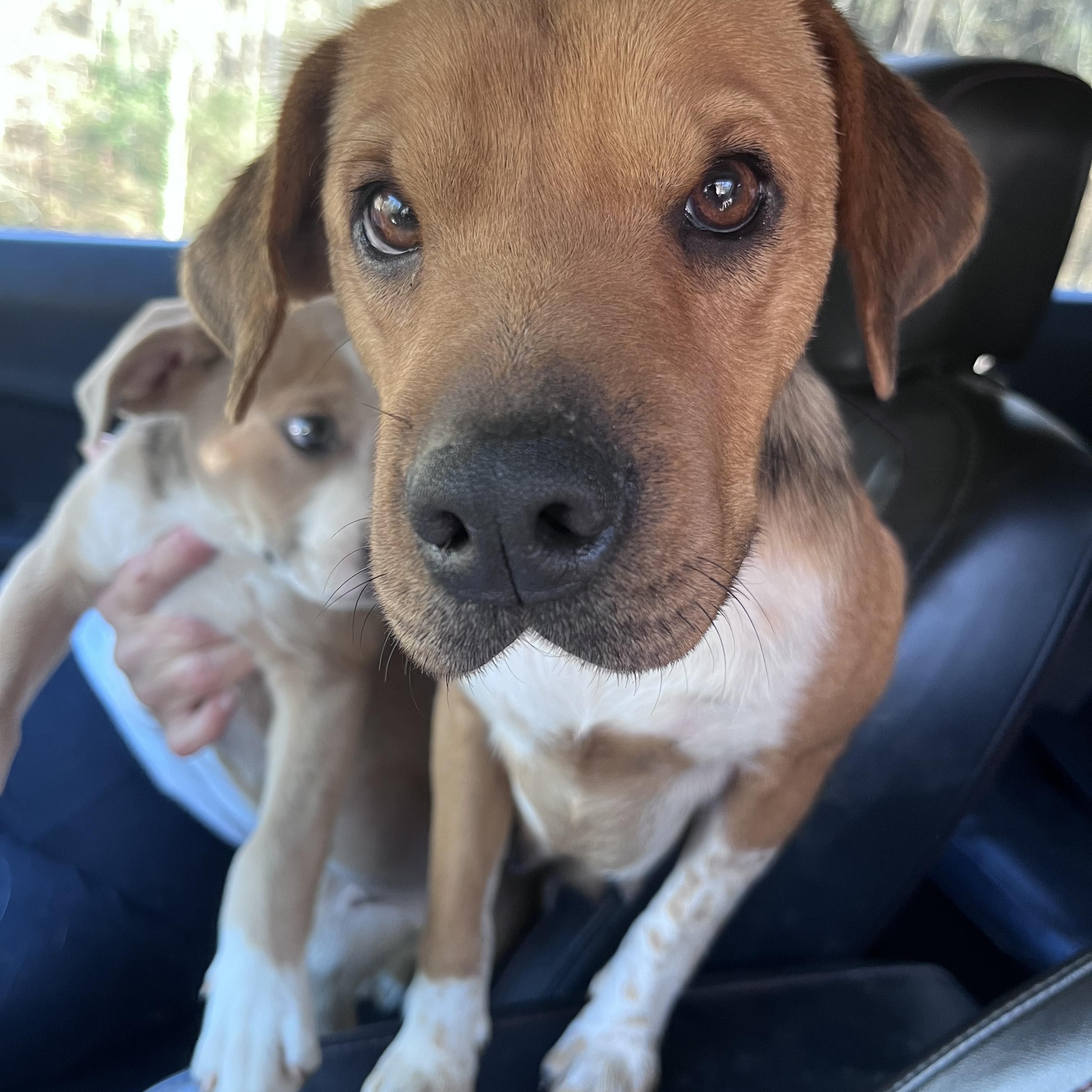 Enlarge IZZY MAE, an adopted mixed breed in Newborn, GA image 1/1