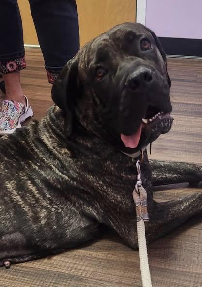 Nora, Adoptable, Young Female Presa Canario & Mastiff.