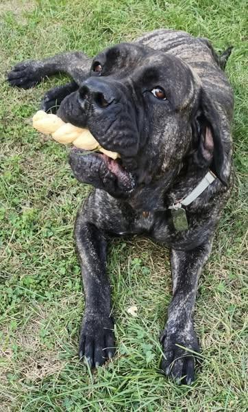 Nora, a Adoptable mixed breed in Belleville, MI image 2/3