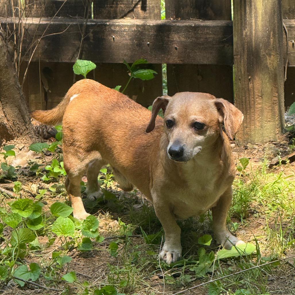 Boonie, Adoptable, Senior Male Dachshund.