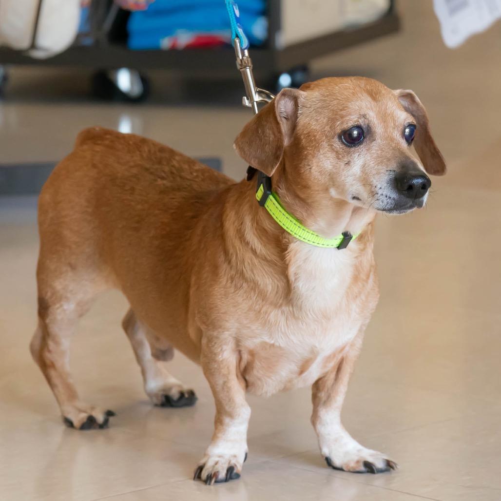 Boonie, a Adoptable Dachshund in Bessemer, AL image 2/6
