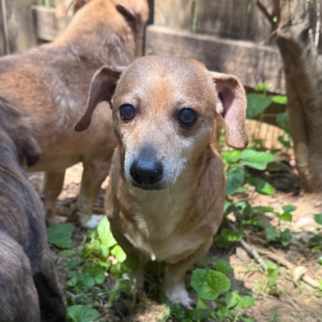 Boonie, a Adoptable Dachshund in Bessemer, AL image 3/6