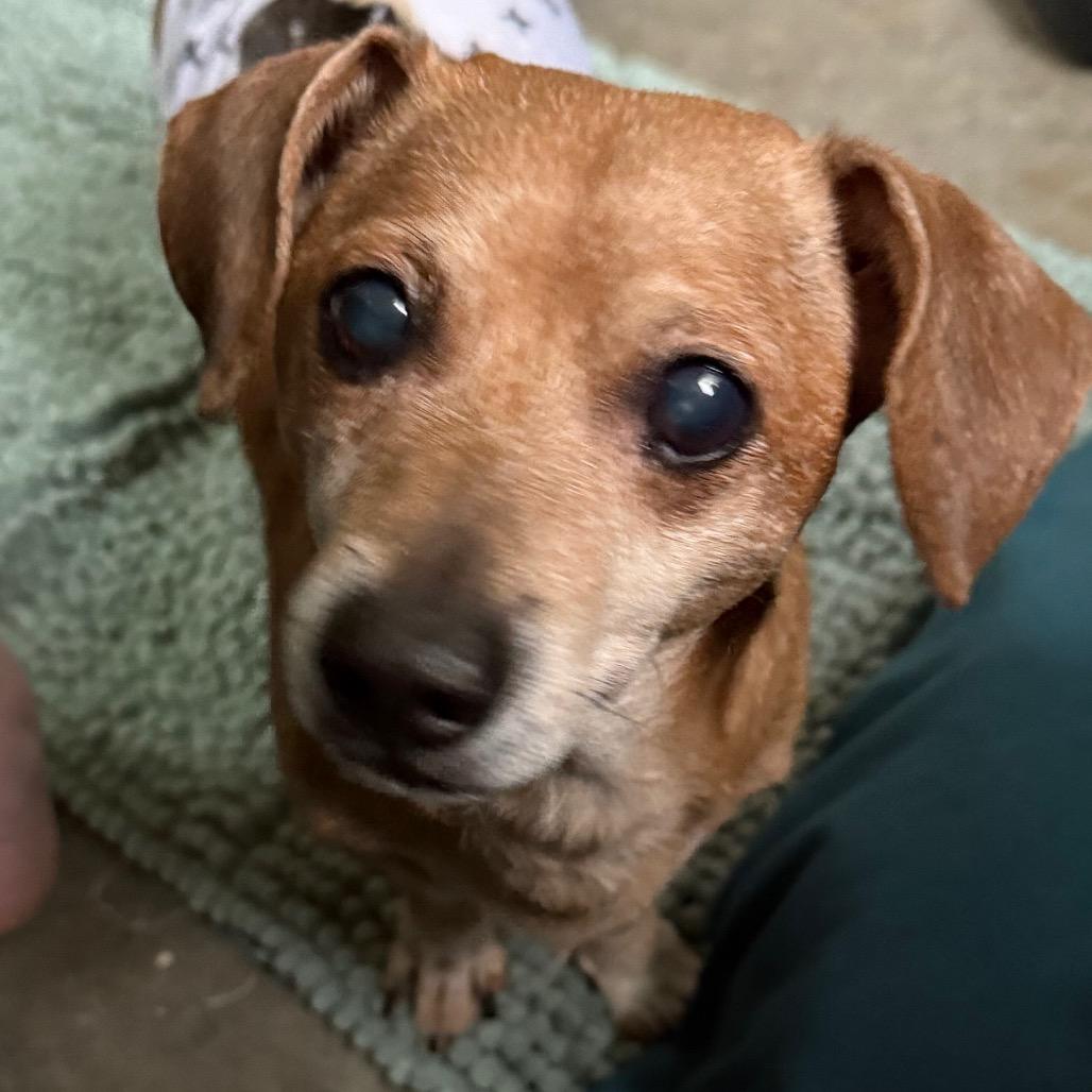 Boonie, a Adoptable Dachshund in Bessemer, AL image 4/6