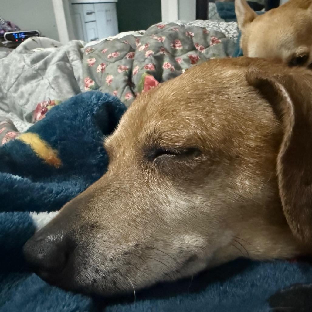 Boonie, a Adoptable Dachshund in Bessemer, AL image 5/6