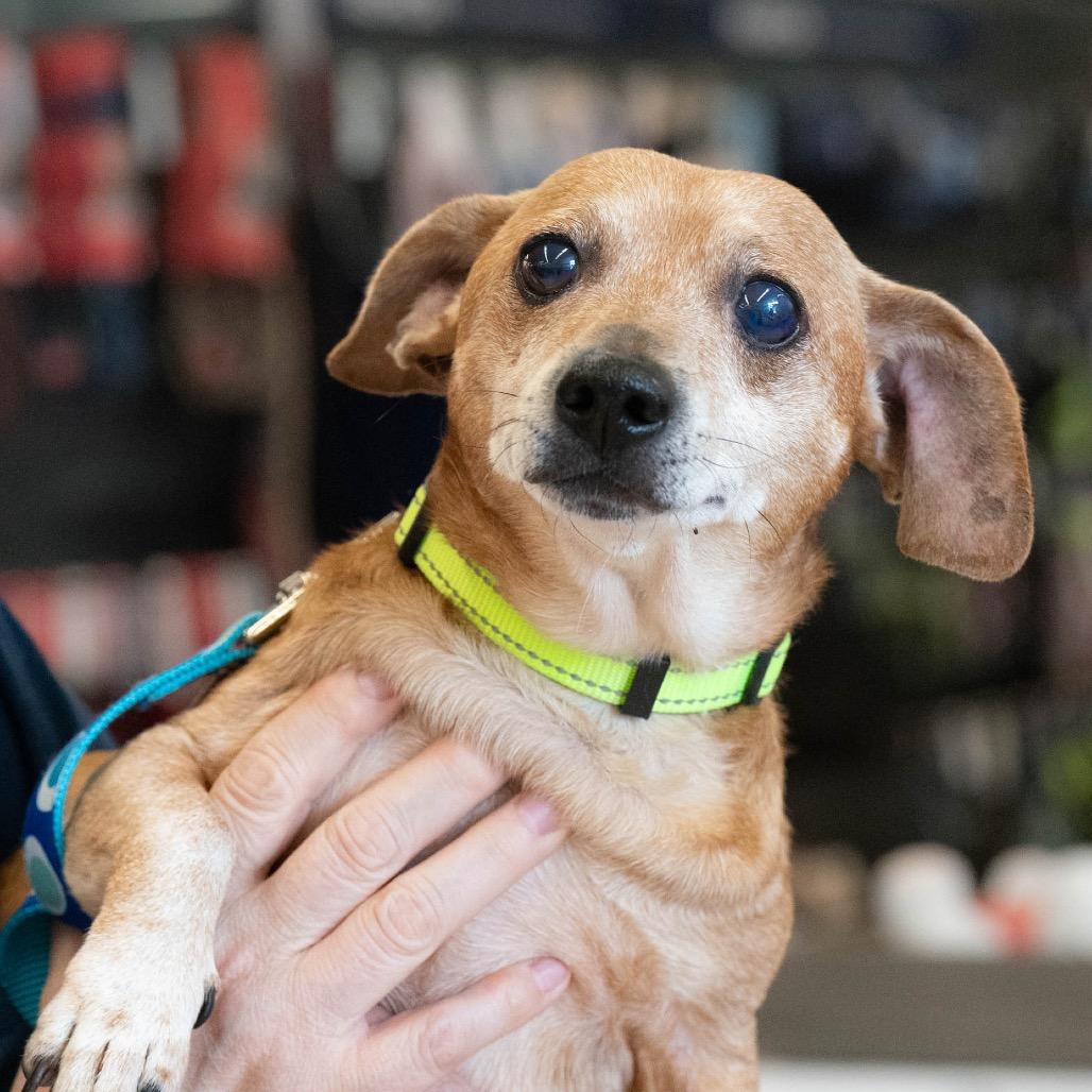 Boonie, a Adoptable Dachshund in Bessemer, AL image 6/6