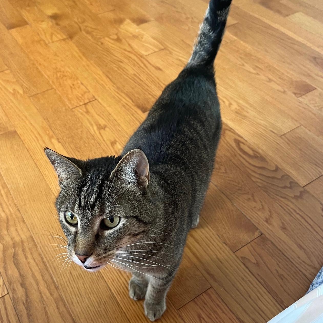 Enlarge Ricky, a Adoptable Tabby in Caledon, ON image 3/4
