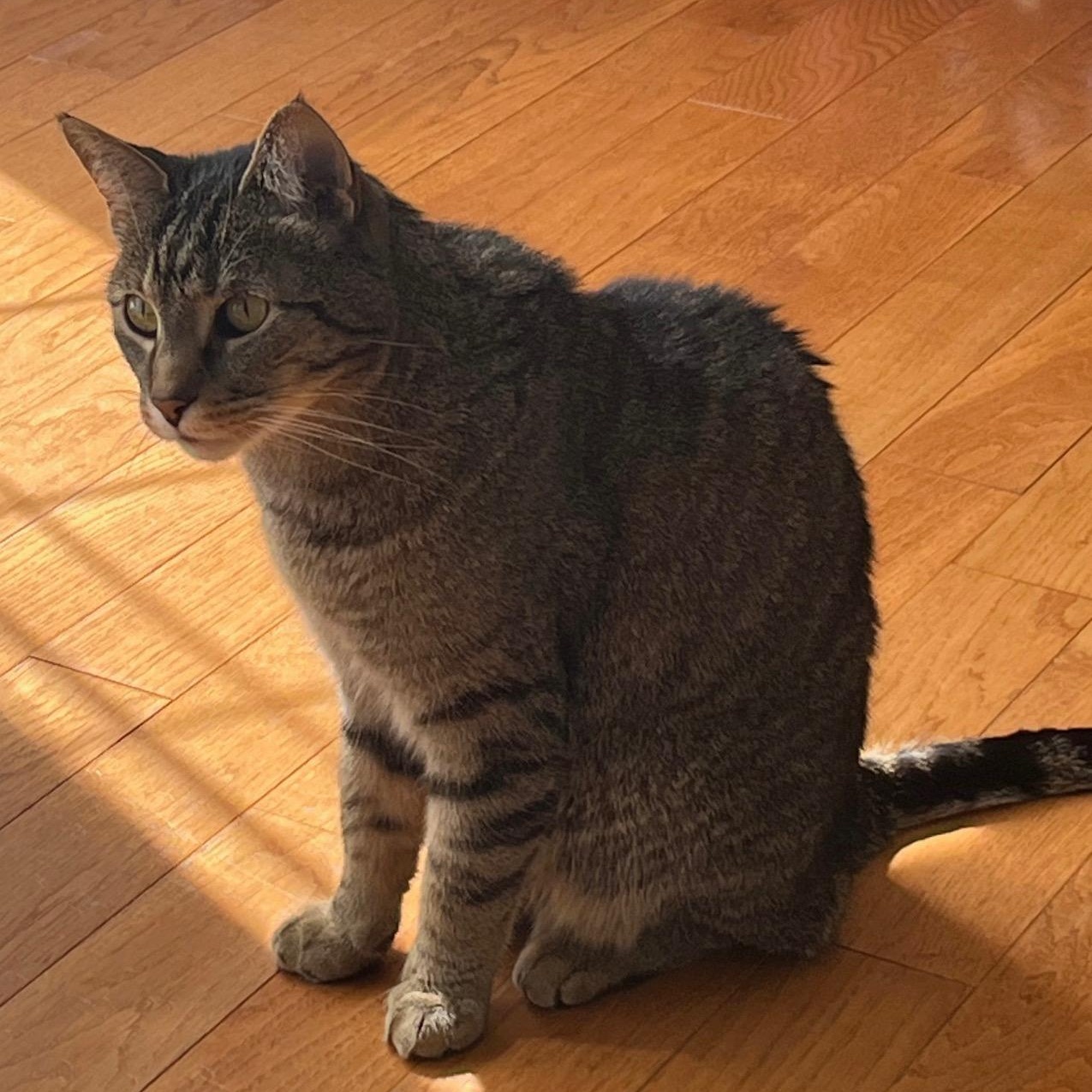 Enlarge Ricky, a Adoptable Tabby in Caledon, ON image 2/4