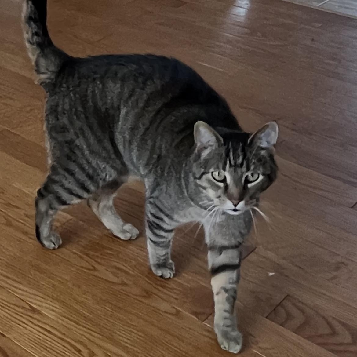 Ricky, Adoptable, Adult Male Tabby.
