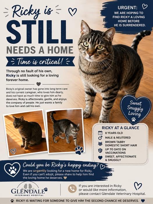 Enlarge Ricky, a Adoptable Tabby in Caledon, ON image 4/4