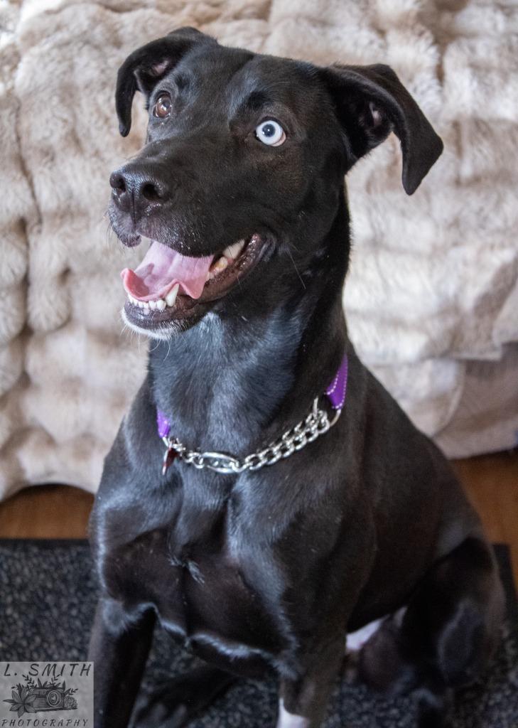 Byndi, Adoptable, Young Female Great Dane & Labrador Retriever.