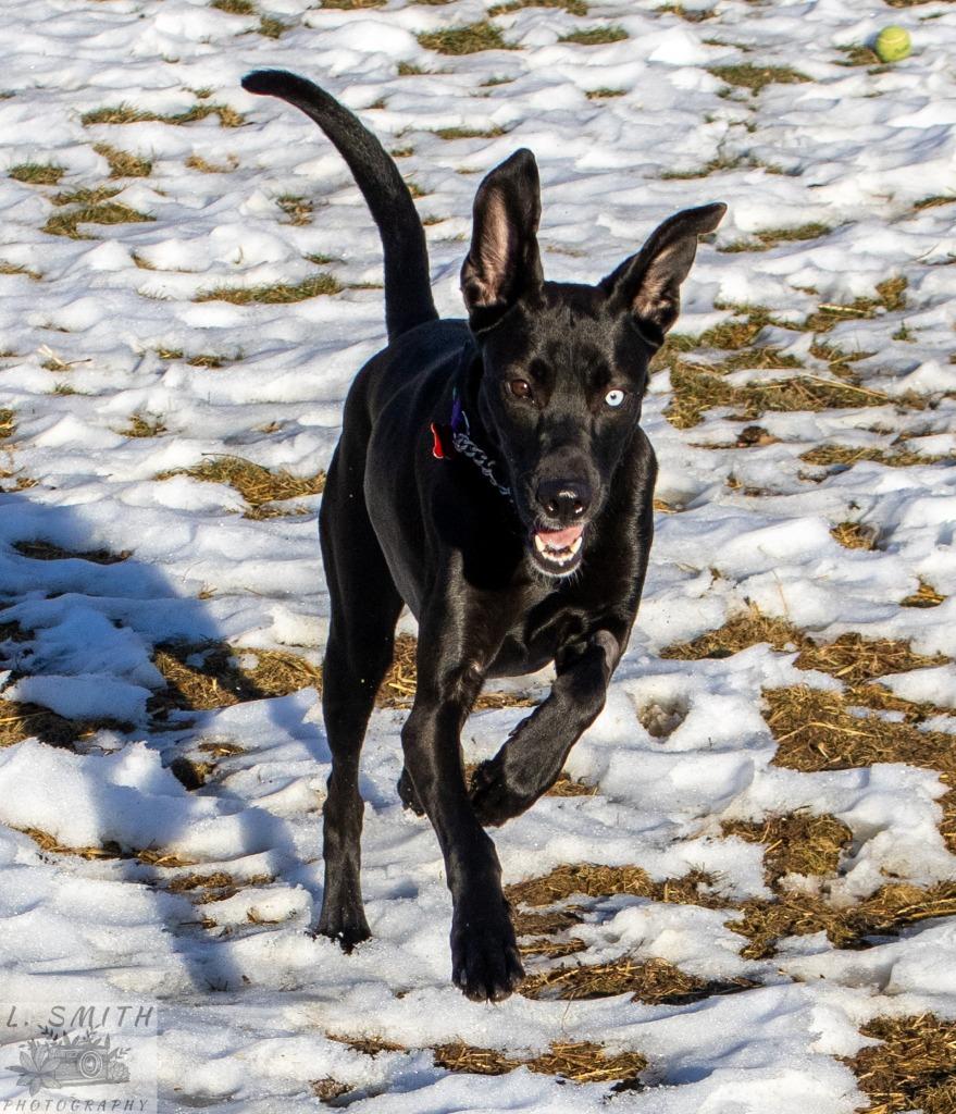 Enlarge Byndi, a Adoptable mixed breed in Kettering, OH image 2/4