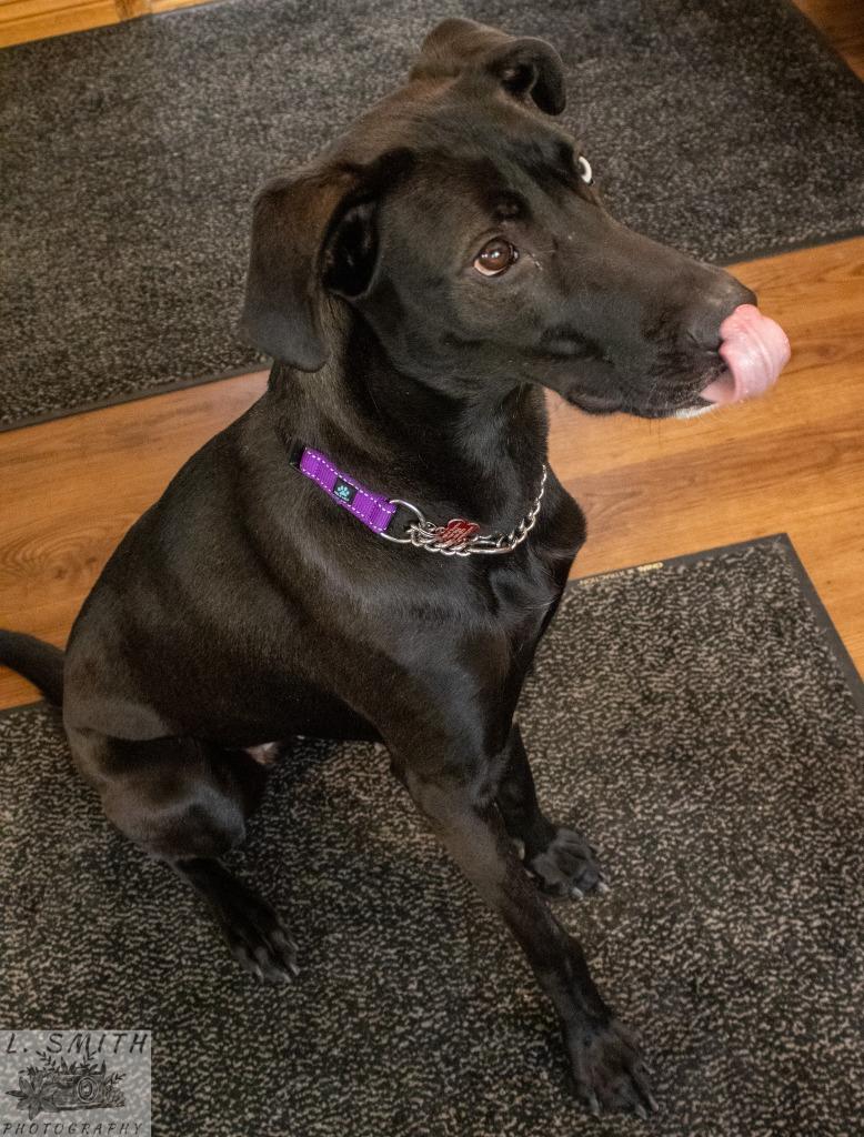 Enlarge Byndi, a Adoptable mixed breed in Kettering, OH image 3/4