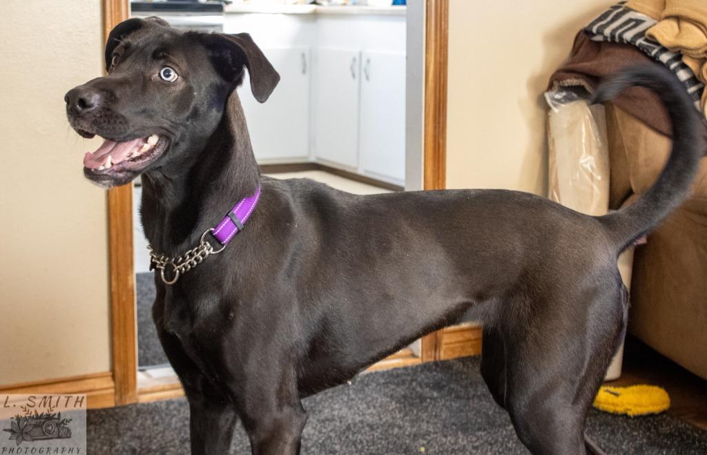 Enlarge Byndi, a Adoptable mixed breed in Kettering, OH image 4/4