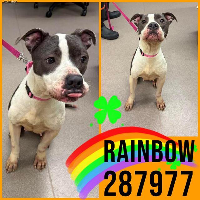 RAINBOW, Adoptable, Adult Female Pit Bull Terrier & Mixed Breed.