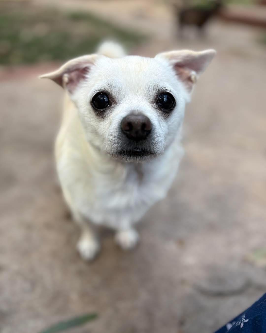 Jumbo, Adoptable, Young Male Chihuahua.