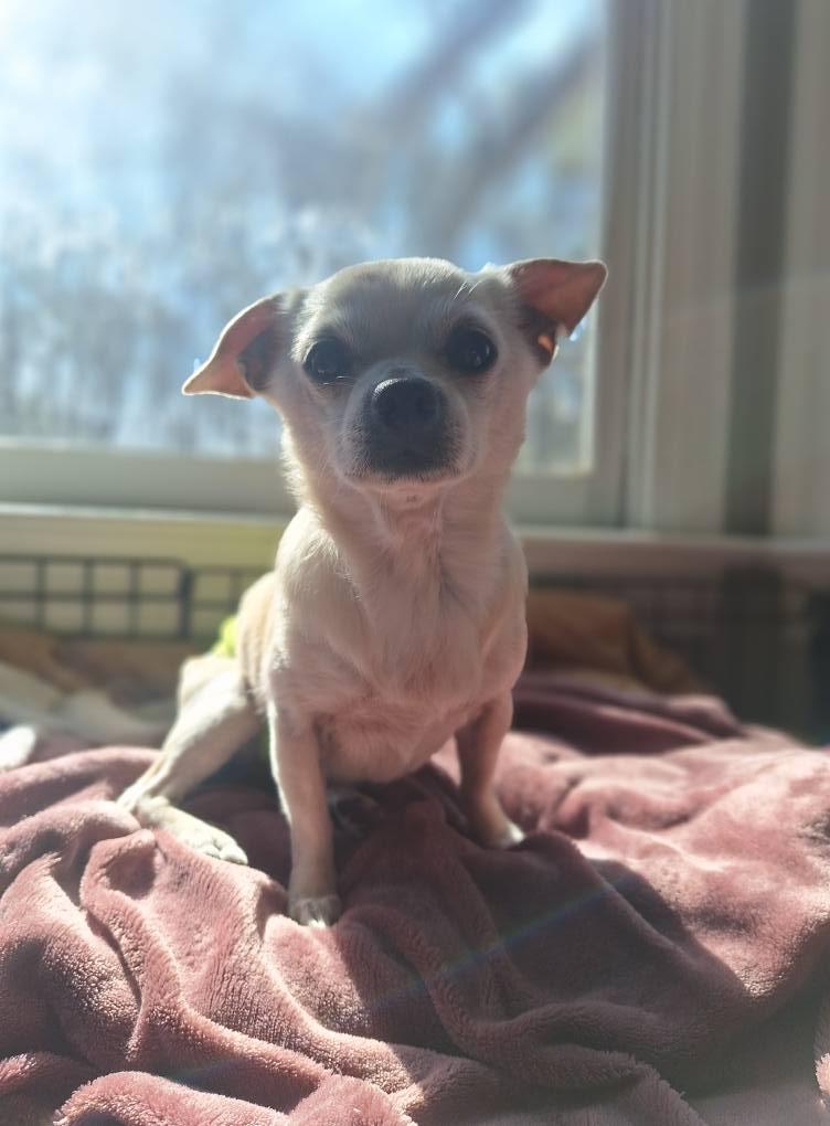 Enlarge Jumbo *Bonded Pair w/ Vinny*, a Adoptable mixed breed in Fuquay Varina, NC image 2/2