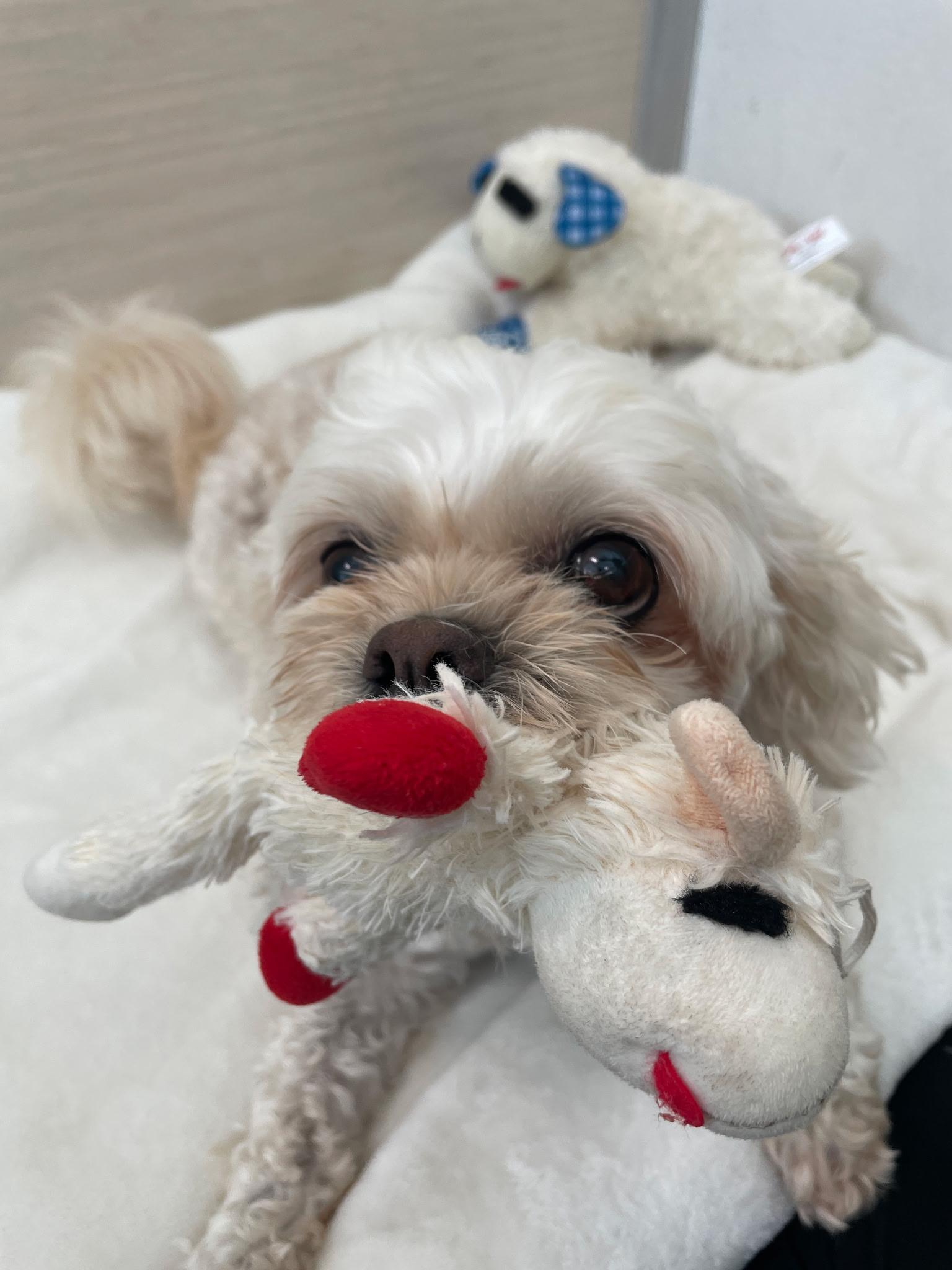 Valentine, a Adopted Shih poo in Margate, FL image 1/6