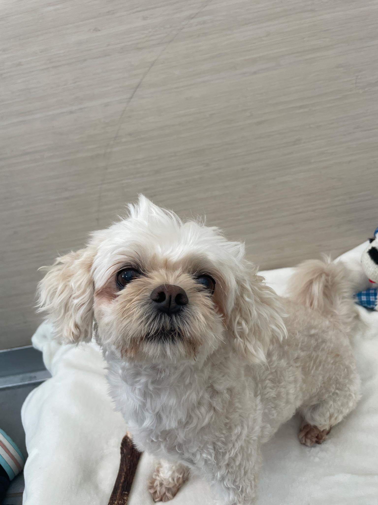 Valentine, a Adopted Shih poo in Margate, FL image 3/6