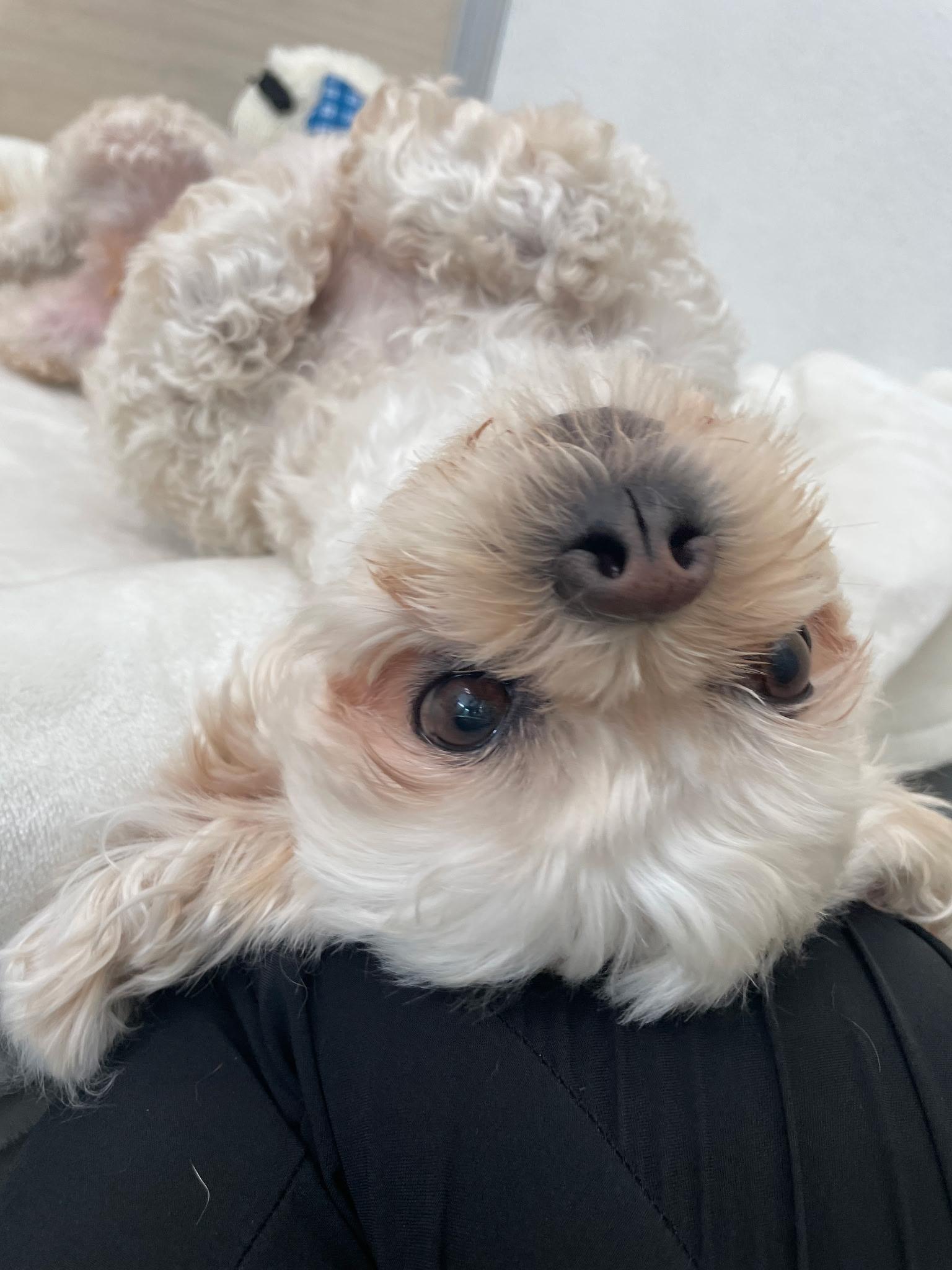 Valentine, a Adopted Shih poo in Margate, FL image 4/6